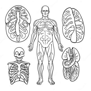 Body Systems Coloring Page 41833-33407